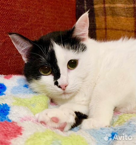 Уникальная красавица кошечка Маска ищет дом