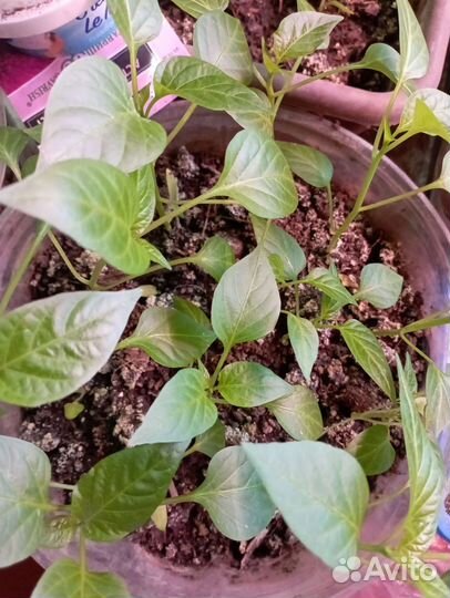 Рассада сладкого перца