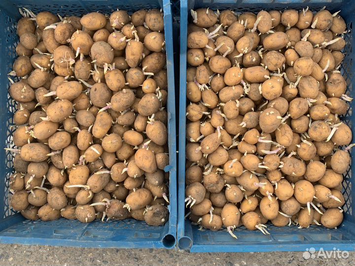 Картофель на посадку, сорт Коломбо