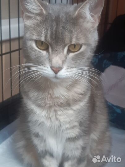 Кошка Возраст 1 год