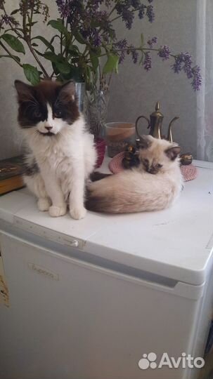 Котята в добрые руки даром бесплатно