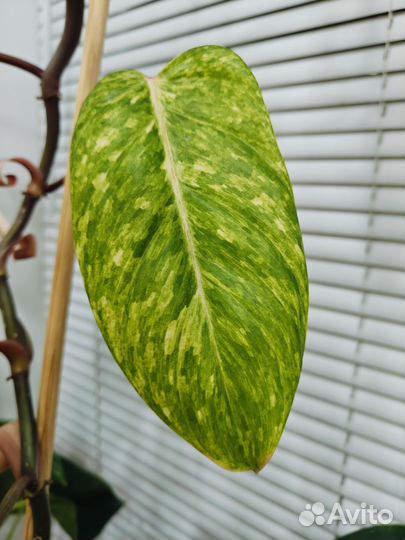 Филодендрон медуза