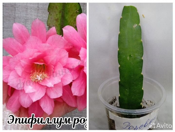 Комнатные растения