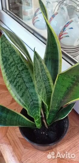 Комнатные цветы