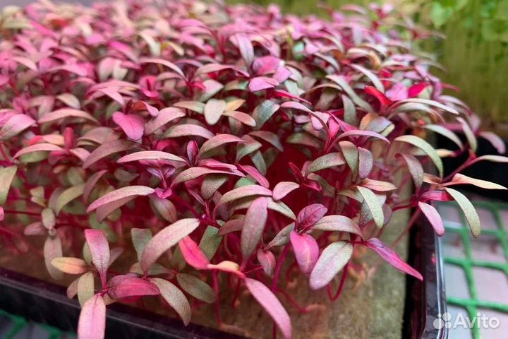 Микрозелень 