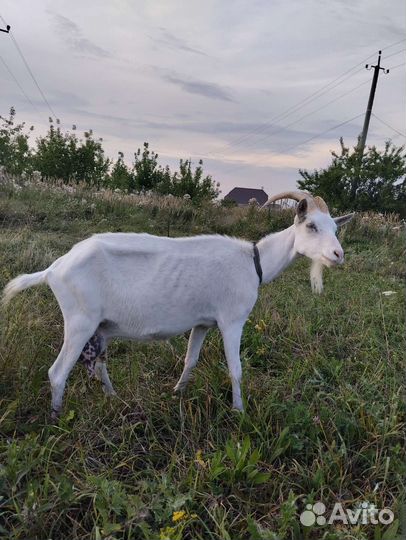 Зааненская коза дойная
