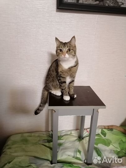 Кошки бесплатно