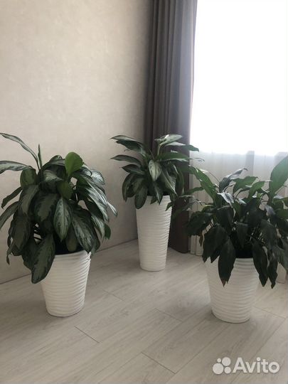 Аглаонема Сильвер Бей