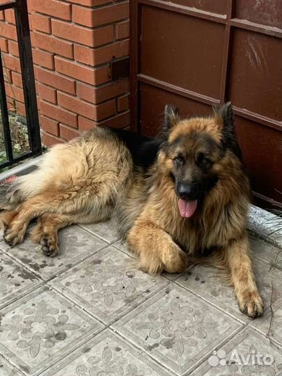 Немецкая овчарка вязка