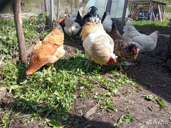 Цыплята суточные и подрощенные