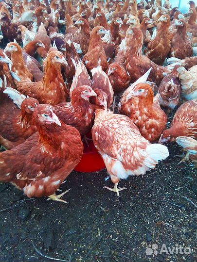 Куры несушки