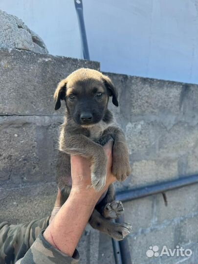 Мальчик 2,5 месяца