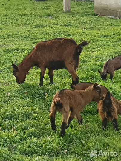 Чешские козы с козлятами