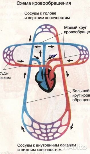 Репетитор по химии и биологии