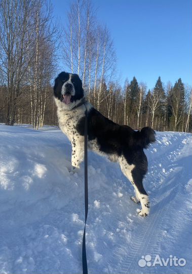 Вязка алабай