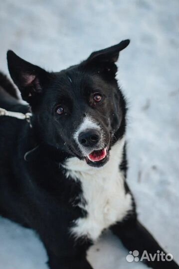 Нежная Жучка ищет дом