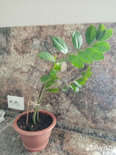 Замиокулькас