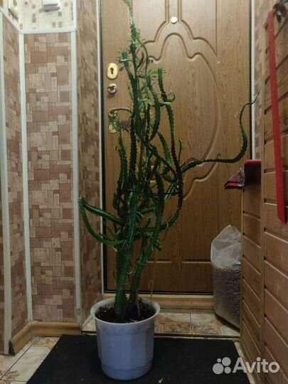 Молочай эуфорбия