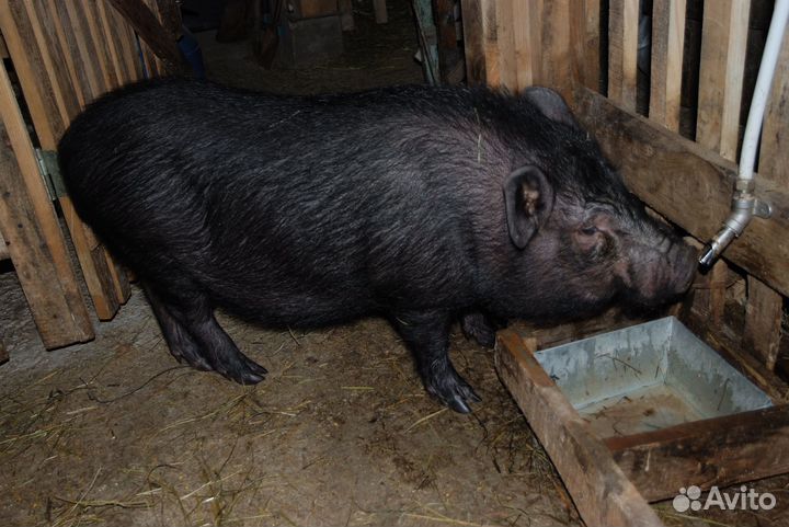 Чистокровные Вьетнамские вислобрюхие поросята