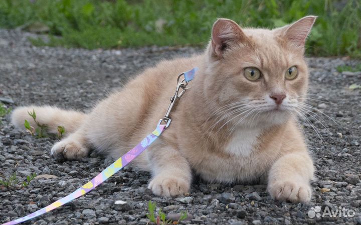 Молодой котик