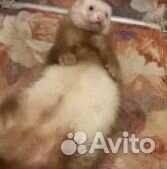 Вязка хорька