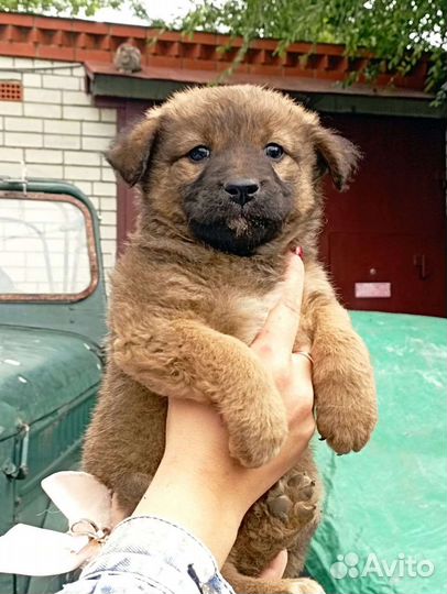 Щенок в добрые руки