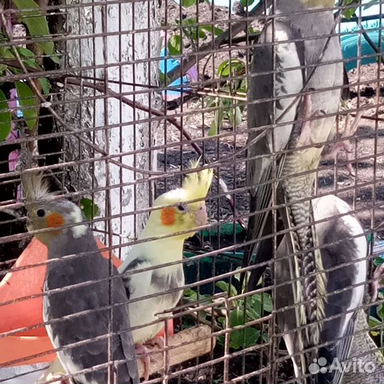 Попугаи,корелла нимфа