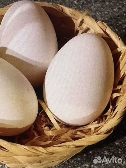 Домашние куриные яйца