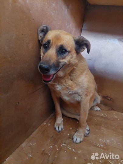 Обычный пёс