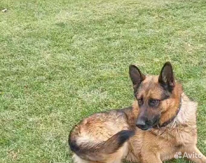 Отдам бесплатно