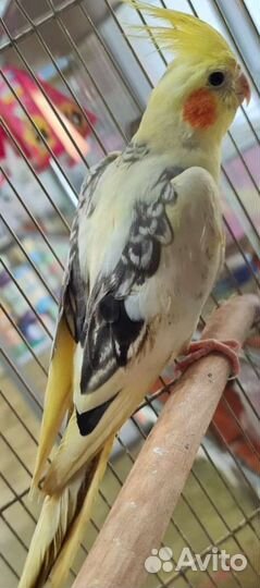 Попугай Корелл и Какарик