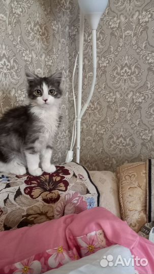 Кот домашний