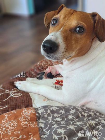 Случка Джек Рассел терьер