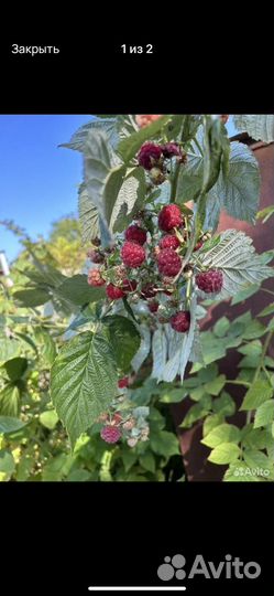 Саженцы ремонтантной малины