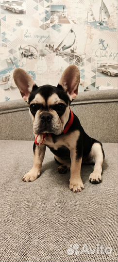 Французский бульдог