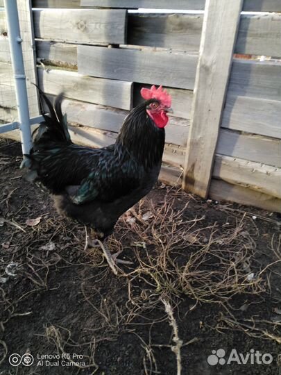 Молодые петухи