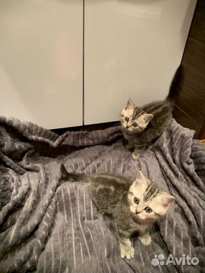 Шотландские котята