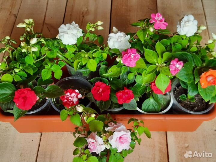 Цветущие бальзамины