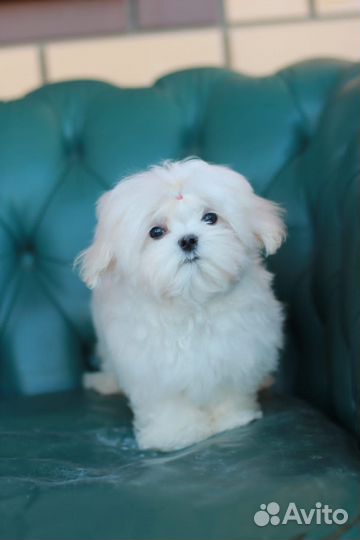 Щенки мальтезе