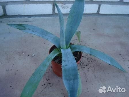 Агава голубая американская