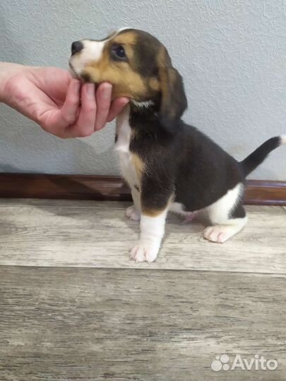 Щенки бигль