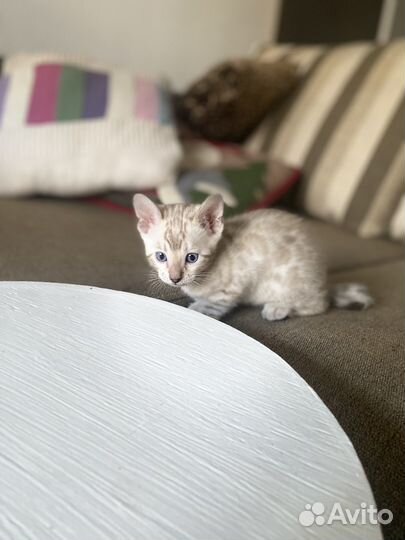 Бенгальские котята