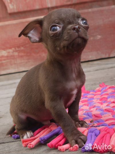 Щенки чихуахуа