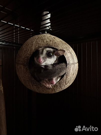 Сахарные поссумы