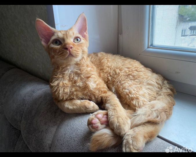 Мальчишки и девчонки Девон-рекс