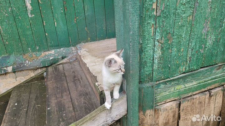 Кошки