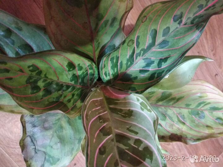 Аглаонемы разные