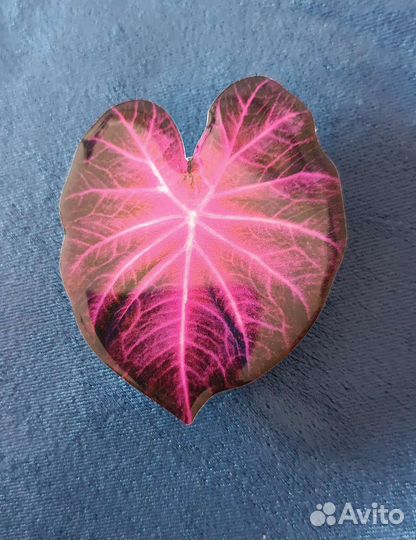 Держатель для телефона попсокет Филодендрон