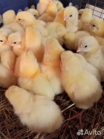 Цыплята бройлеры кобб 500 и индюшата Биг 6