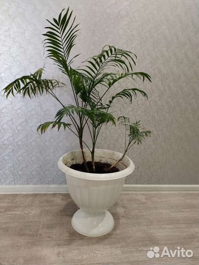 Пальма хамедорея